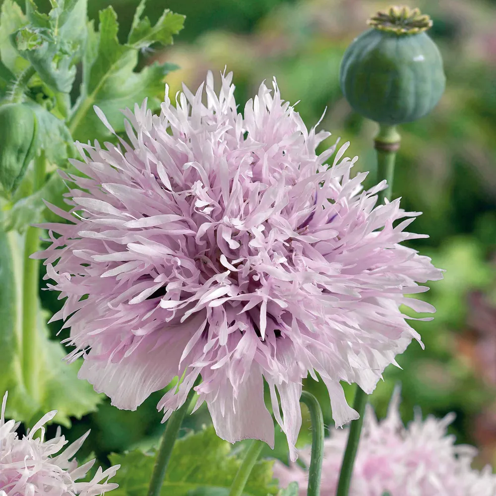 VEGSOW Lilac Pompon Poppy Seeds - Heirloom Flower Seeds for Garden Planting