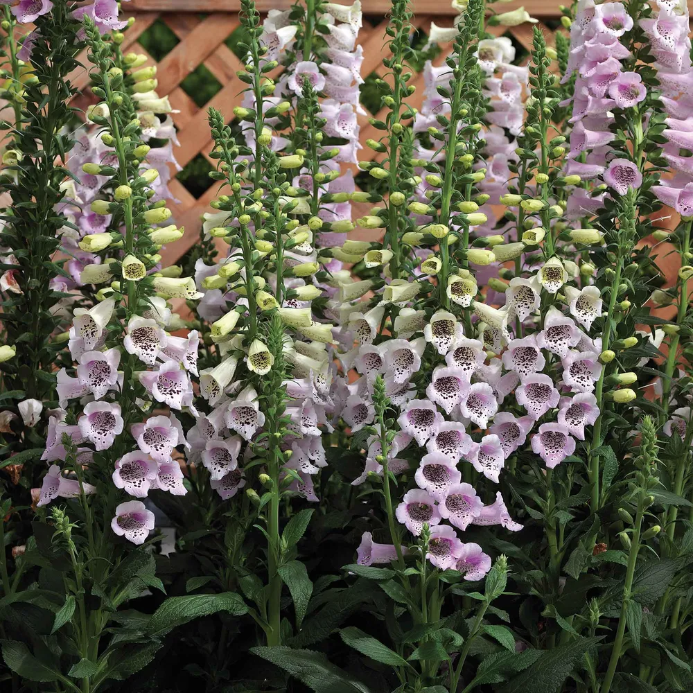 VEGSOW Camelot Lavender Foxglove Seeds - Digitalis purpurea Flower Seeds