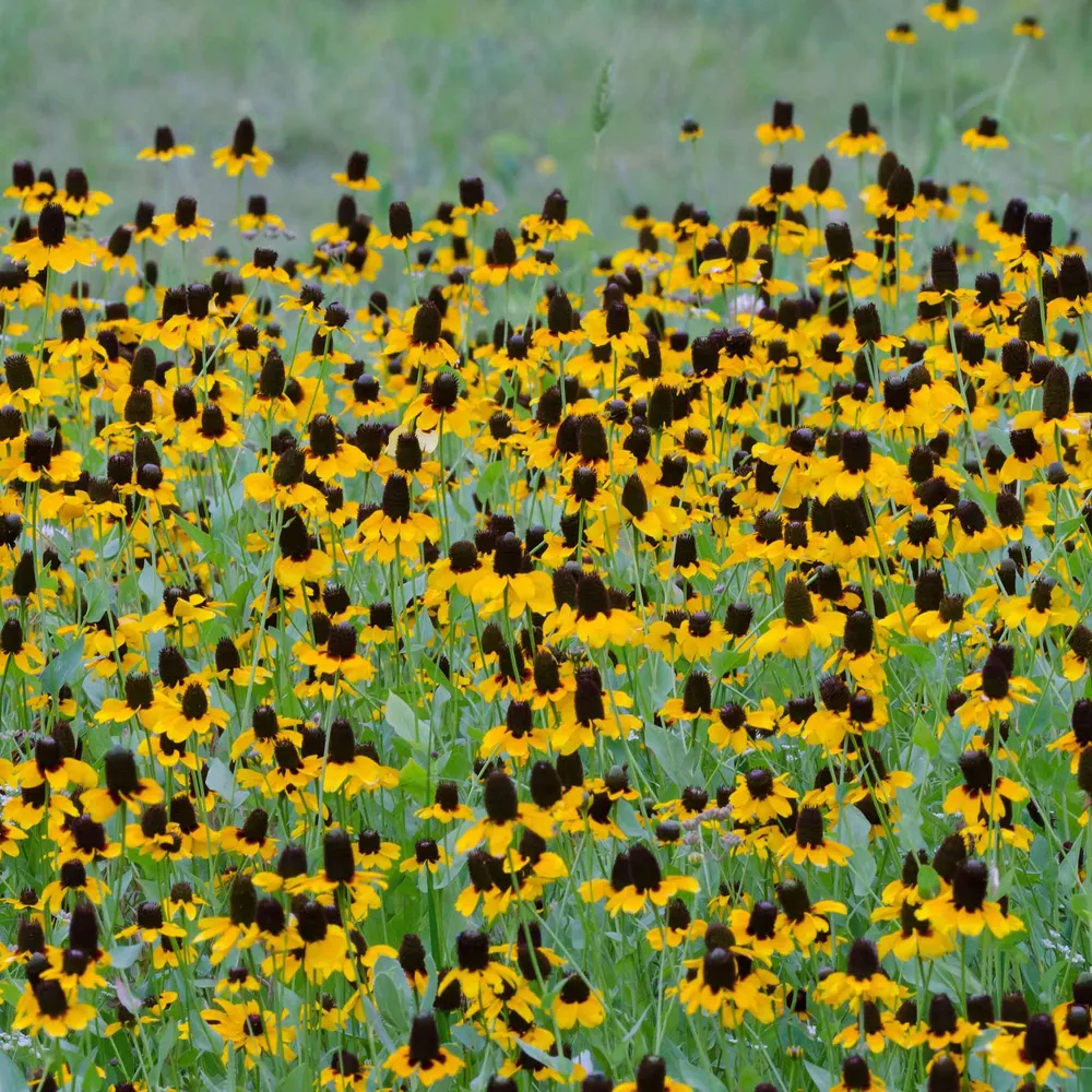 VEGSOW Clasping Coneflower Seeds (Ratibida Columnifera) - Native Wildflower Planting Seeds