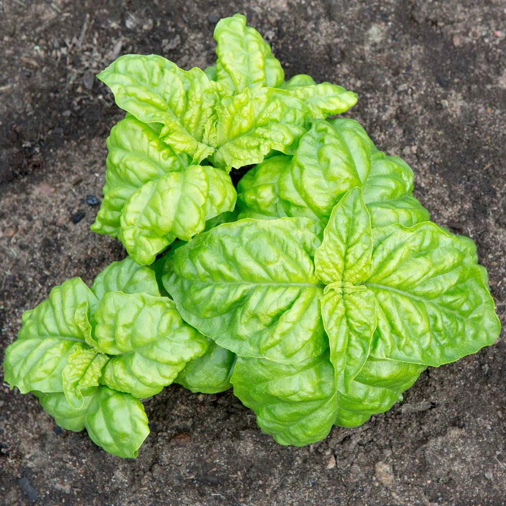 VEGSOW Mammoth Basil Seeds - Large Leaf Variety for Indoor and Outdoor Herb Gardens