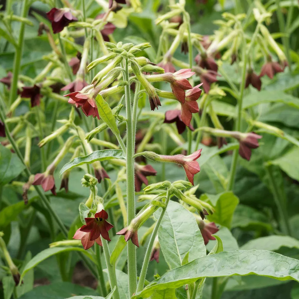 VEGSOW Bronze Queen Tobacco Seeds - Heirloom Variety